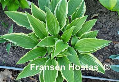 Hosta Louie Louie